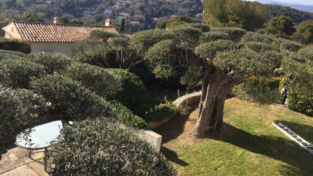 Taille ornemental d'un olivier en nuage lors d'un entretien de jardin sur Mougins