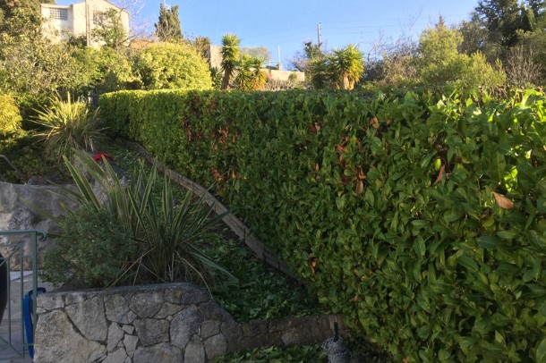Entretien jardin à nice et taille d'une haie de laurier cerise (Prunus laurocerasus)