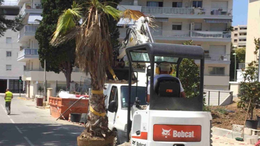 Transport d'un palmier avec une mini pelle Bobcat sur un chantier de promotion immobilière à Cannes